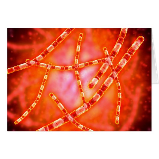 Microscopic View Of Anthrax 1 Cards (Front Horizontal)