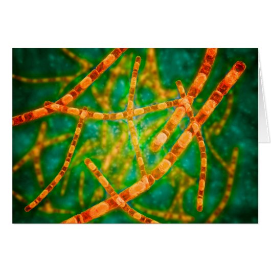 Microscopic View Of Anthrax 2 Cards (Front Horizontal)