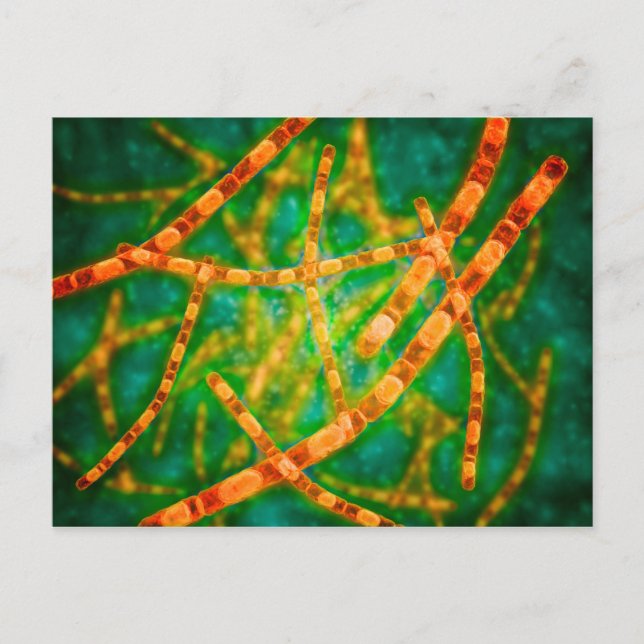 Microscopic View Of Anthrax 2 Postcard (Front)