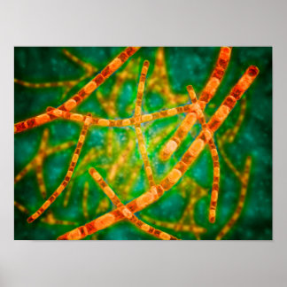 Microscopic View Of Anthrax 2 Poster