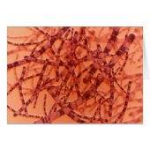 Microscopic View Of Anthrax 3 Cards (Front Horizontal)