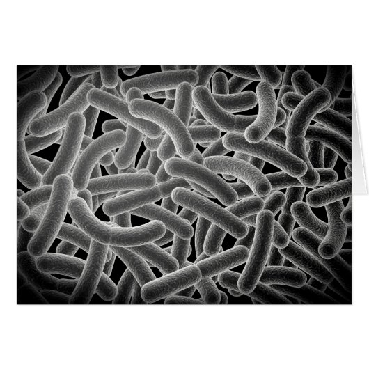 Microscopic View Of Bacilli Bacteria Cards (Front Horizontal)