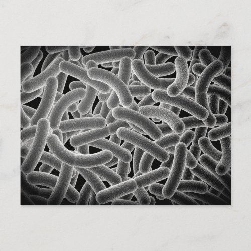 Microscopic View Of Bacilli Bacteria Postcard