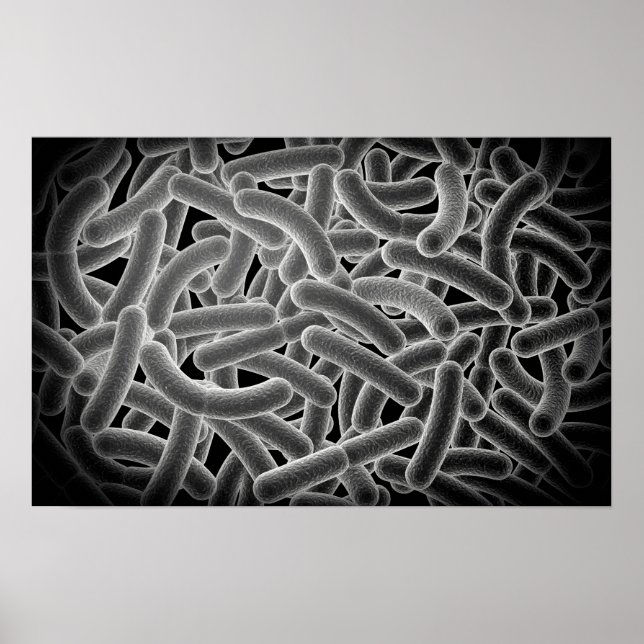 Microscopic View Of Bacilli Bacteria Poster (Front)