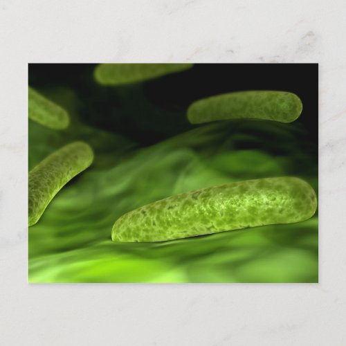 Microscopic View Of Bacteria 1 Postcard