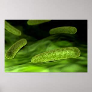 Microscopic View Of Bacteria 1 Poster