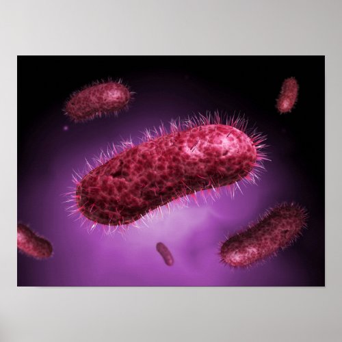 Microscopic View Of Bacteria 2 Poster