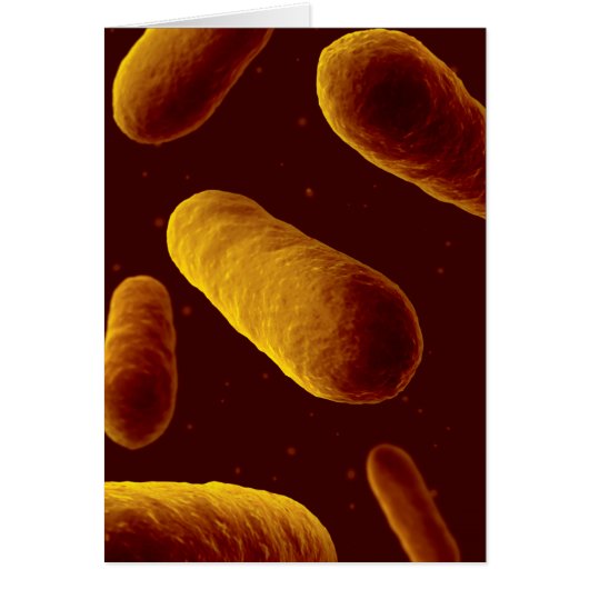 Microscopic View Of Bacteria 3 Cards (Front)