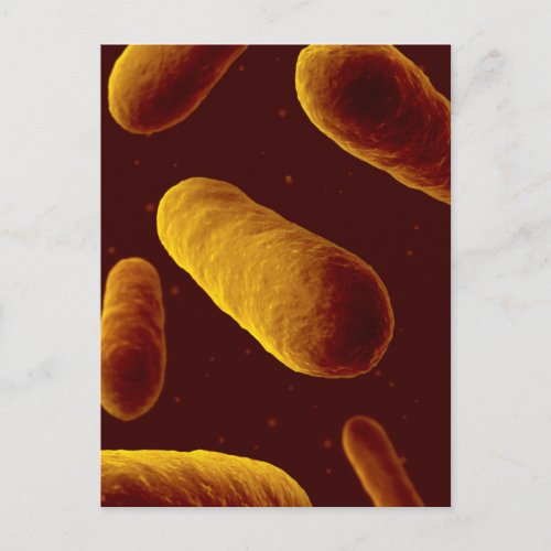 Microscopic View Of Bacteria 3 Postcard