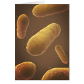 Microscopic View Of Bacteria 5 (Front)