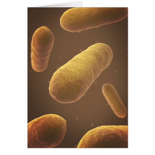 Microscopic View Of Bacteria 5 Cards (Front)