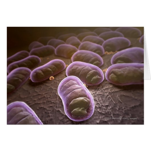 Microscopic view of bacteria cards (Front Horizontal)