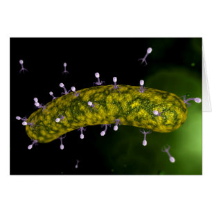 Microscopic View Of Bacteriophage Attacking