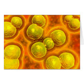 Microscopic View Of Chlamydia Cards (Front Horizontal)