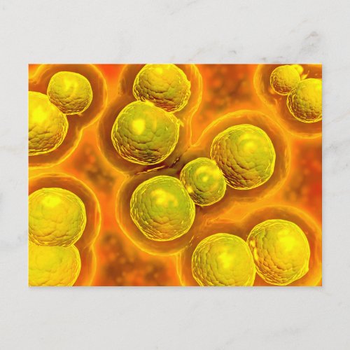 Microscopic View Of Chlamydia Postcard