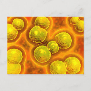 Microscopic View Of Chlamydia Postcard