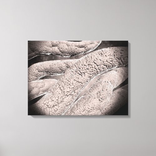 Microscopic View Of Corncob Formation Canvas Print