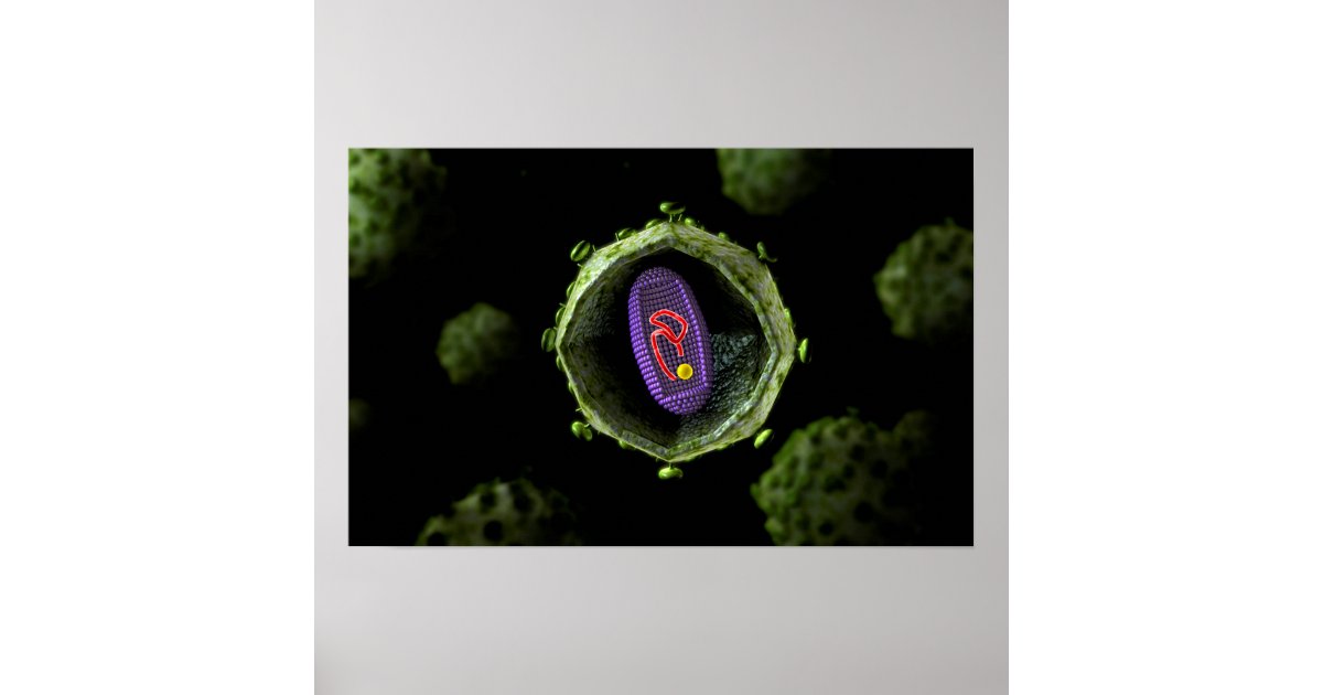 Microscopic View Of HIV Virus, Cross Section Poster | Zazzle