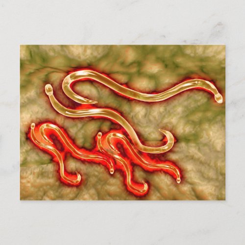 Microscopic View Of Hookworm 1 Postcard