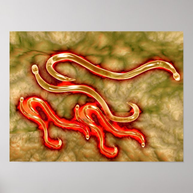 Microscopic View Of Hookworm 1 Poster (Front)
