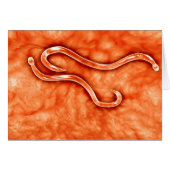 Microscopic View Of Hookworm 2 (Front Horizontal)