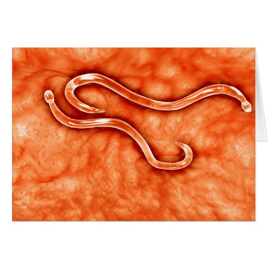 Microscopic View Of Hookworm 2 Cards (Front Horizontal)