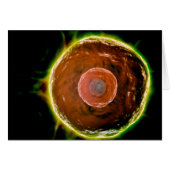 Microscopic View Of Human B-Cells 2 (Front Horizontal)