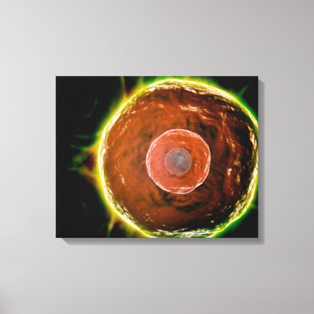 Microscopic View Of Human B-Cells 2 Canvas Print (Front)