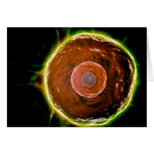 Microscopic View Of Human B-Cells 2 Cards (Front Horizontal)