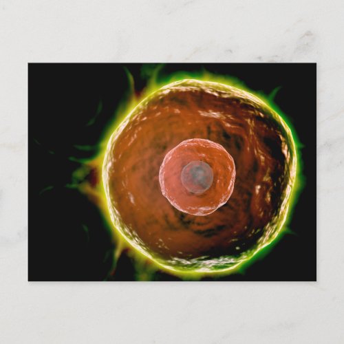 Microscopic View Of Human B_Cells 2 Postcard