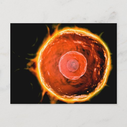 Microscopic View Of Human B_Cells 3 Postcard