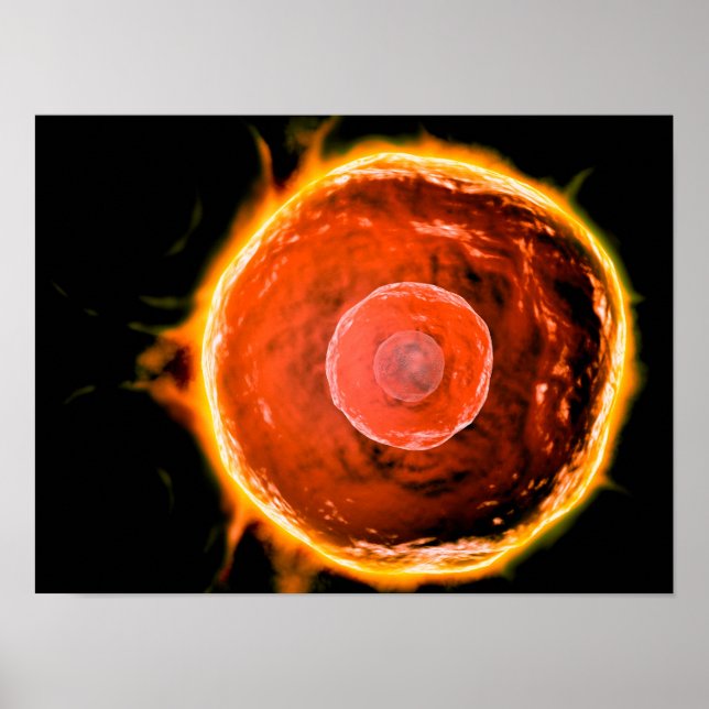 Microscopic View Of Human B-Cells 3 Poster (Front)