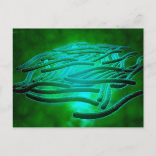 Microscopic View Of Legionella Pneumophila 1 Postcard