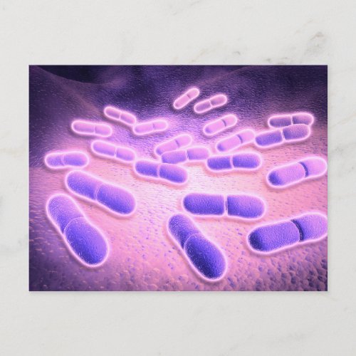 Microscopic View Of Listeria Monocytogenes 2 Postcard