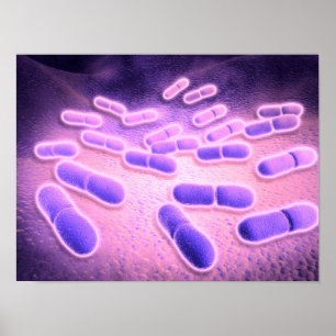 Microscopic View Of Listeria Monocytogenes 2 Poster