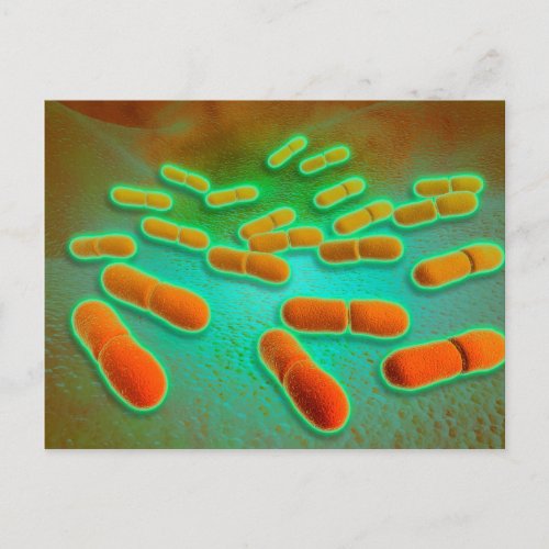 Microscopic View Of Listeria Monocytogenes 3 Postcard