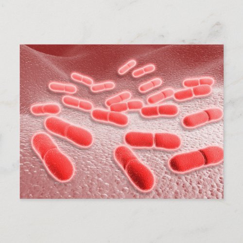 Microscopic View Of Listeria Monocytogenes 4 Postcard
