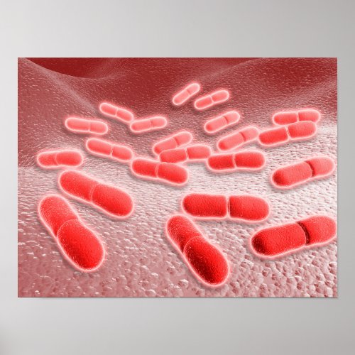 Microscopic View Of Listeria Monocytogenes 4 Poster