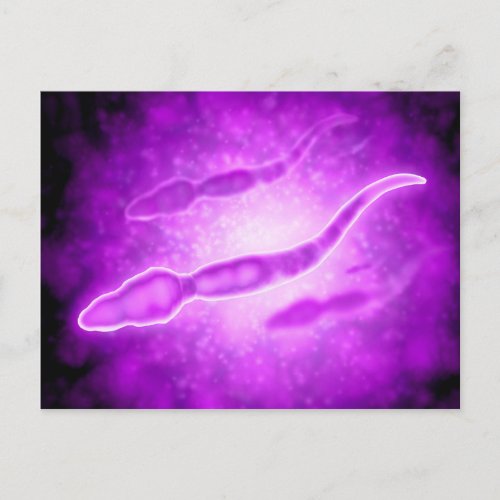 Microscopic View Of Male Sperm Cells Postcard