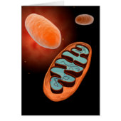 Microscopic View Of Mitochondria 1 (Front)