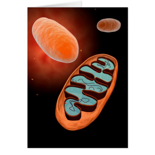 Microscopic View Of Mitochondria 1 Cards (Front)