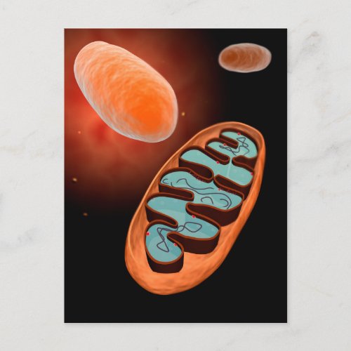 Microscopic View Of Mitochondria 1 Postcard