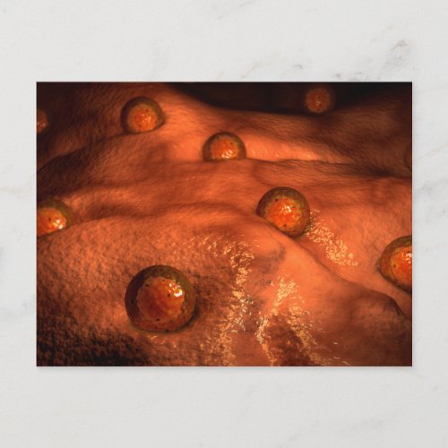 Microscopic View Of Ovules Postcard