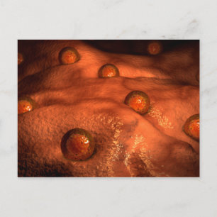 Microscopic View Of Ovules Postcard