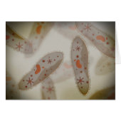 Microscopic View Of Paramecium 1 (Front Horizontal)