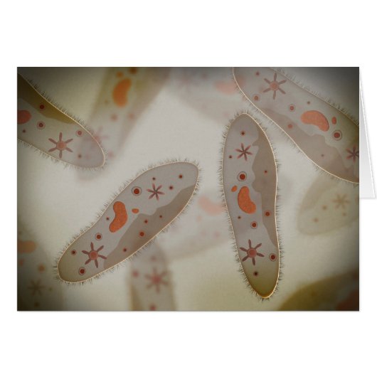 Microscopic View Of Paramecium 1 Cards (Front Horizontal)