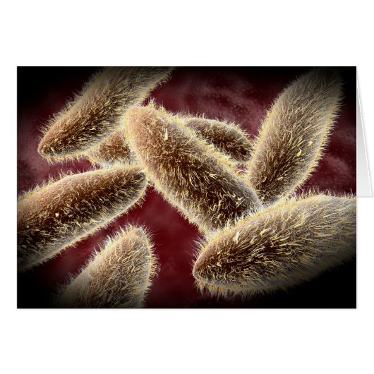 Microscopic View Of Paramecium 2 Cards (Front Horizontal)