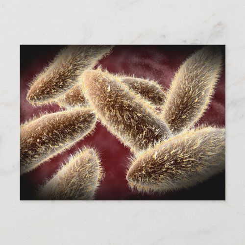 Microscopic View Of Paramecium 2 Postcard