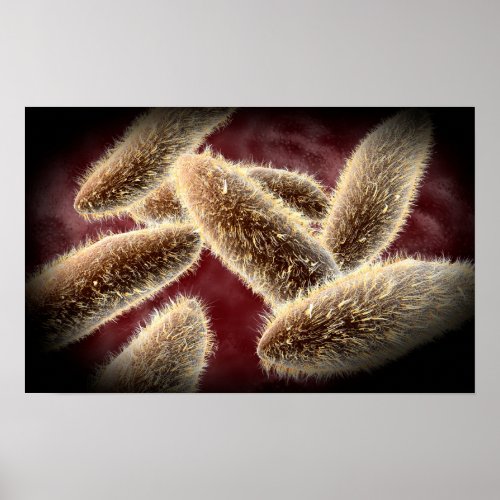 Microscopic View Of Paramecium 2 Poster