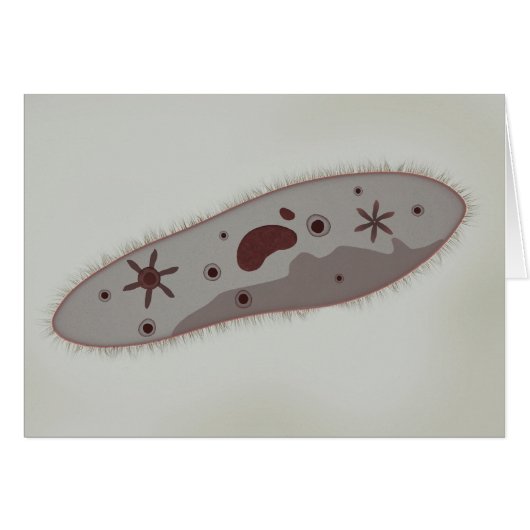 Microscopic View Of Paramecium 3 Cards (Front Horizontal)